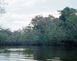 2001 Peru - Ecuador - Galapagos &raquo; Rio_Napo