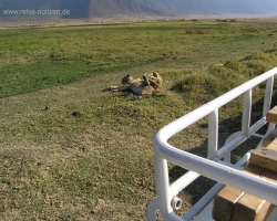 2005 Tansania - Kenia &raquo; Safaris