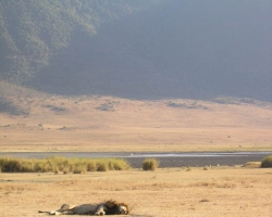 2005 Tansania - Kenia &raquo; Safaris