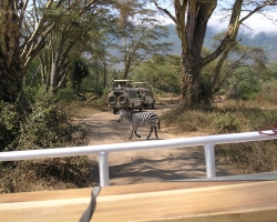 2005 Tansania - Kenia &raquo; Safaris