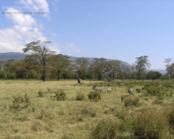 2005 Tansania - Kenia &raquo; Safaris