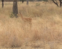 2005 Tansania - Kenia » Safaris