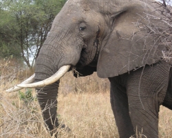 2005 Tansania - Kenia &raquo; Safaris