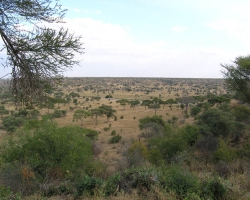 2005 Tansania - Kenia &raquo; Safaris
