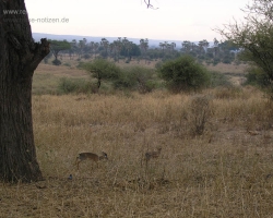 2005 Tansania - Kenia &raquo; Safaris