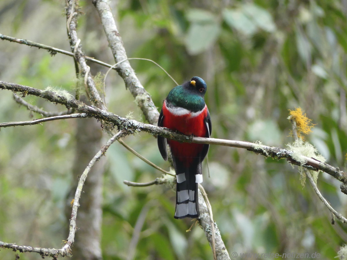 Trogon im Bergnebelwald