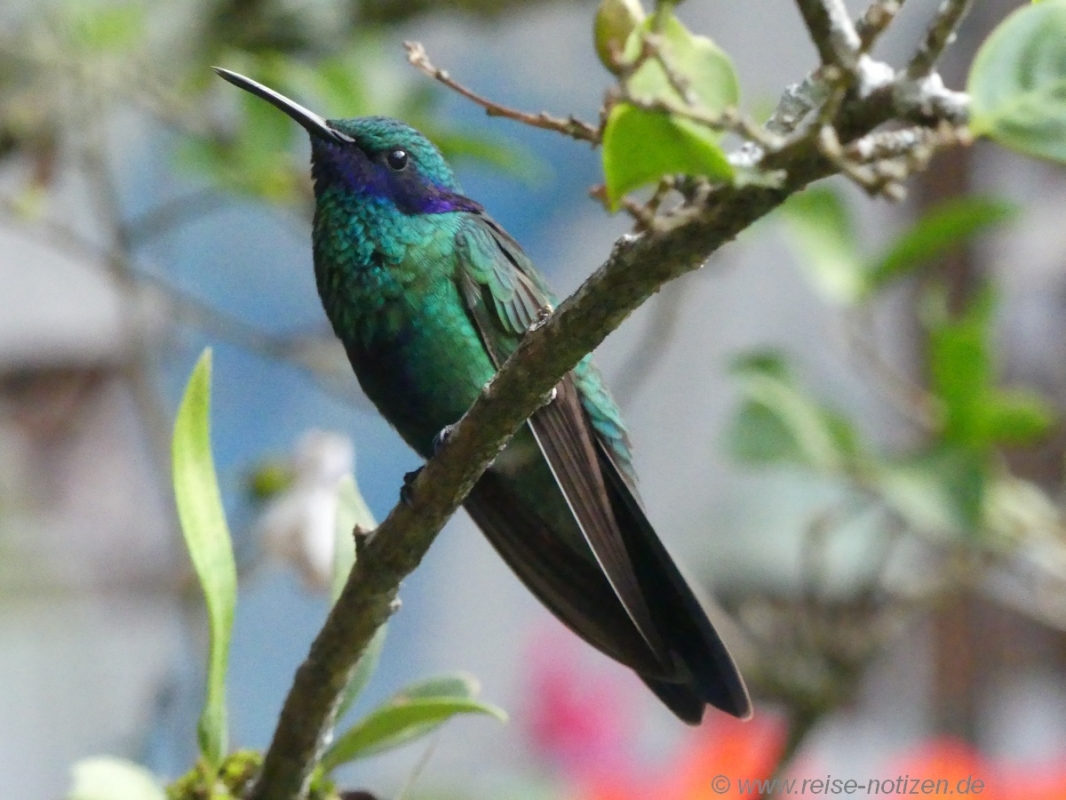 Kolibri m Garten unserer Unterkunft - Bild von Reise-Notizen.de