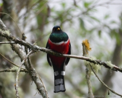 Trogon bei Salento