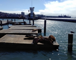 2017 Südwest USA &raquo; San Francisco
