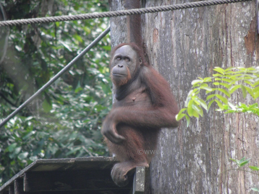 Sepilog Orang Utan Station