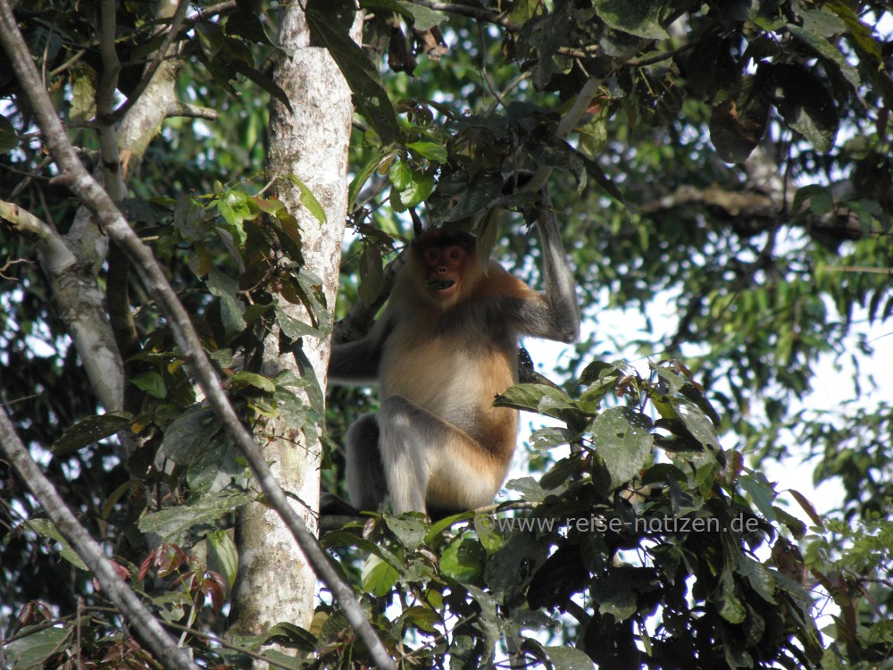 Kinabatangan River