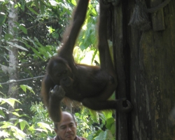 2012 Borneo - Brunei &raquo; Sepilok - Kinabatangan River
