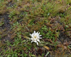 Edelweiss