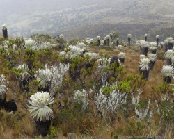 2015 USA Mittelmerkika Karibik &raquo; 2015 Kolumbien: Sogamoso 