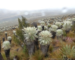 2015 USA Mittelmerkika Karibik &raquo; 2015 Kolumbien: Sogamoso 