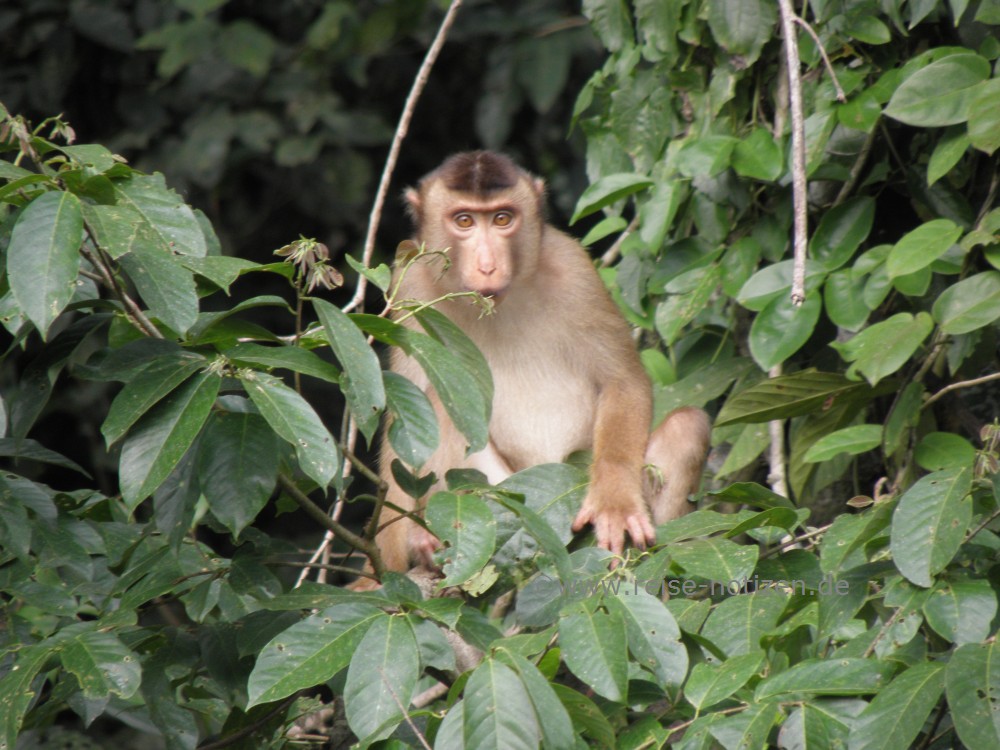 Tabin Wildlife Reserve