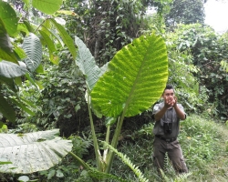 2012 Borneo - Brunei » Tabin Wildlife Reserve