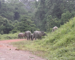 2012 Borneo - Brunei &raquo; Tabin Wildlife Reserve