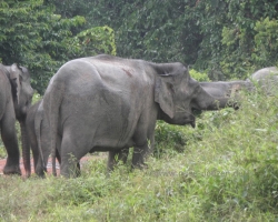 2012 Borneo - Brunei &raquo; Tabin Wildlife Reserve