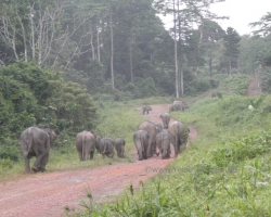 2012 Borneo - Brunei &raquo; Tabin Wildlife Reserve