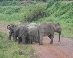 2012 Borneo - Brunei &raquo; Tabin Wildlife Reserve