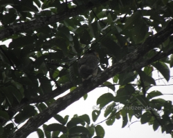 2012 Borneo - Brunei &raquo; Tabin Wildlife Reserve