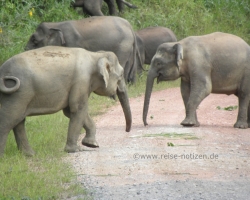 2012 Borneo - Brunei &raquo; Tabin Wildlife Reserve