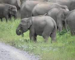 2012 Borneo - Brunei &raquo; Tabin Wildlife Reserve