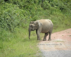 2012 Borneo - Brunei &raquo; Tabin Wildlife Reserve