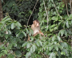 2012 Borneo - Brunei &raquo; Tabin Wildlife Reserve
