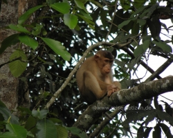 2012 Borneo - Brunei &raquo; Tabin Wildlife Reserve