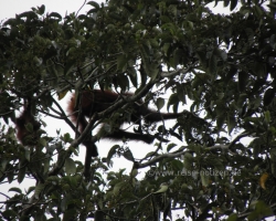 2012 Borneo - Brunei &raquo; Tabin Wildlife Reserve