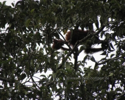 2012 Borneo - Brunei &raquo; Tabin Wildlife Reserve