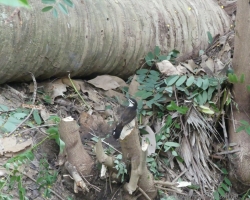 2015 USA Mittelmerkika Karibik &raquo; 2015 Kolumbien: Tayrona NP