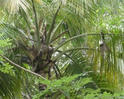 2015 USA Mittelmerkika Karibik &raquo; 2015 Kolumbien: Tayrona NP