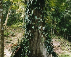 2002 Mexiko - Guatemala - Belize » Tikal