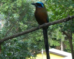 2015 USA Mittelmerkika Karibik &raquo; 2015 Trinidad Tobago