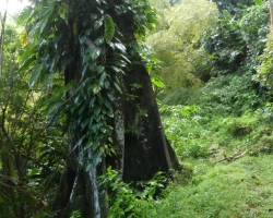 2015 USA Mittelmerkika Karibik &raquo; 2015 Trinidad Tobago