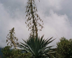 2002 Mexiko - Guatemala - Belize &raquo; Todos_Santos