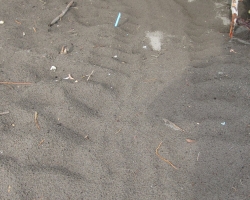 2010 New York - Panama - Costa Rica - Nicaragua &raquo; Tortuguero