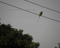 2009 Costa Rica - Nicaragua &raquo; Vulkan_Cerro_Negro