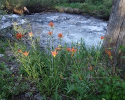 2017 Südwest USA &raquo; Yosemite NP