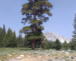 2017 Südwest USA &raquo; Yosemite NP